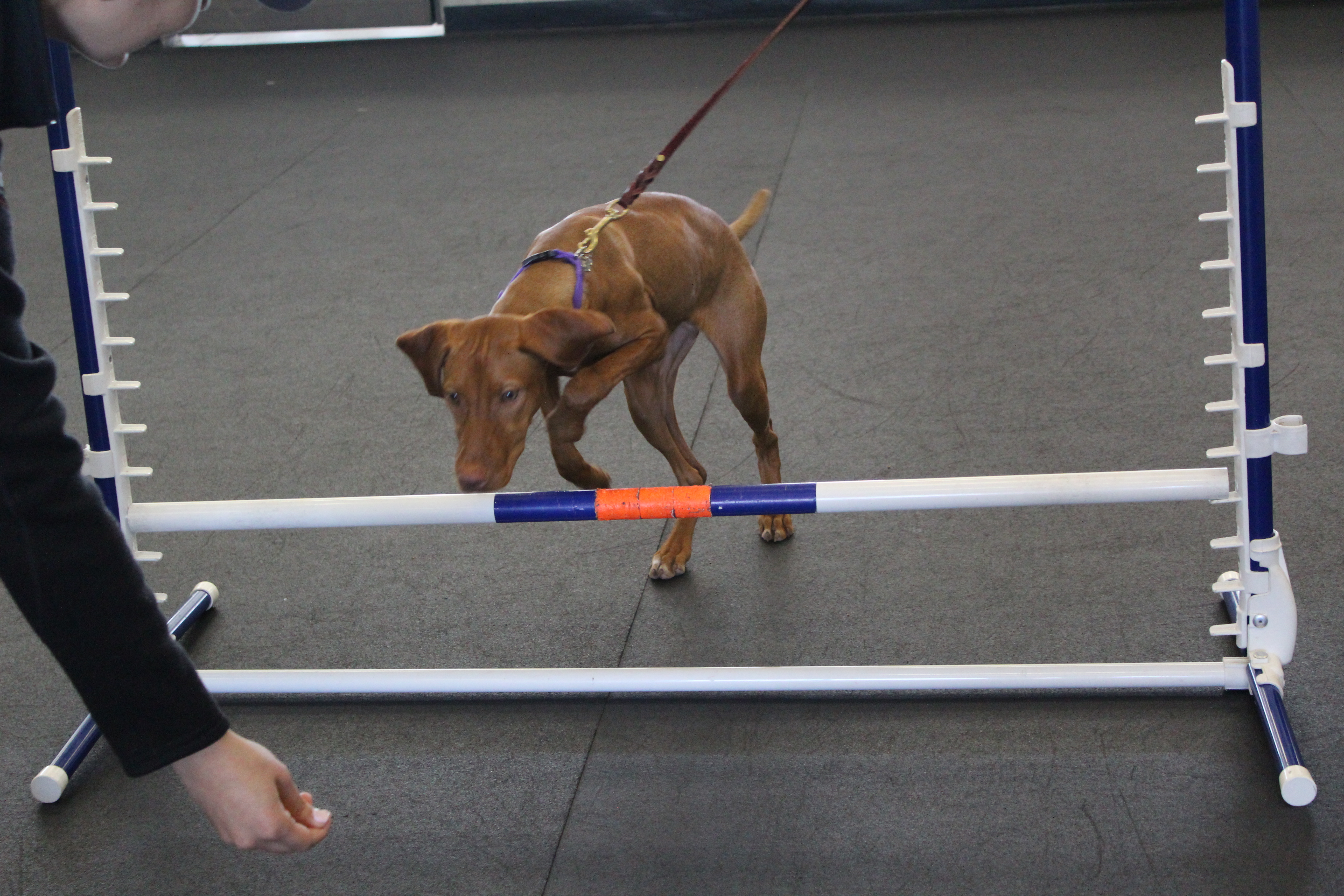 Charlotte Feb 12 Redondo Beach Zoom Room Dog Training