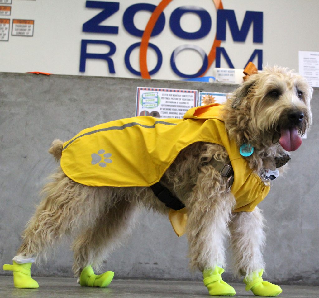 Cody Zoom Room Dog Training