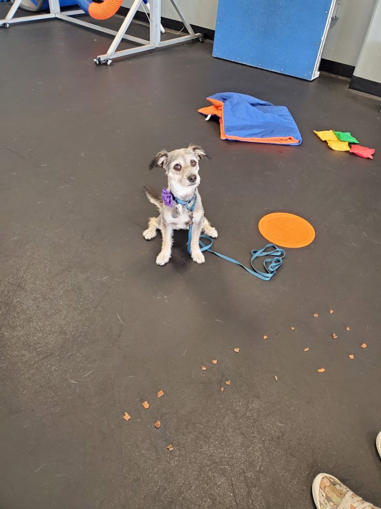 Tovie Zoom Room Dog Training