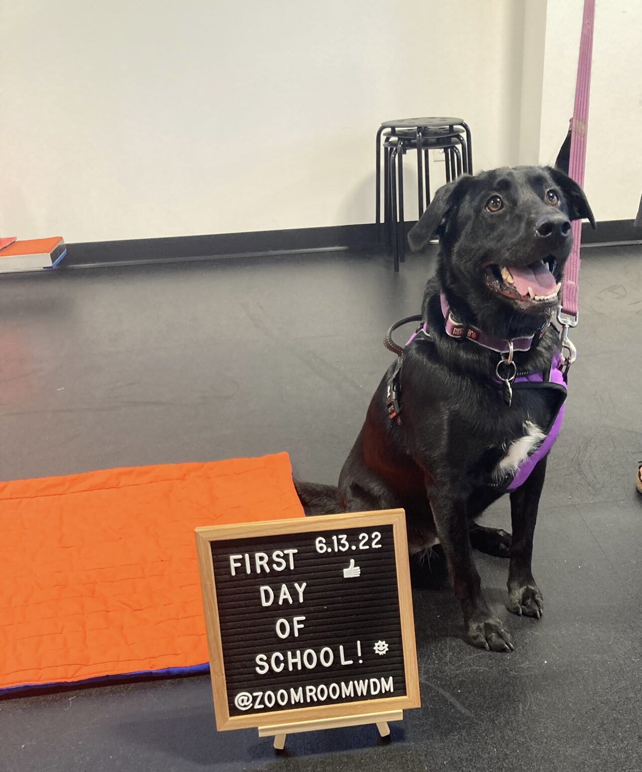 Doggone It Your Abcs Of Des Moines Dog License Requirements - s9mtdtj