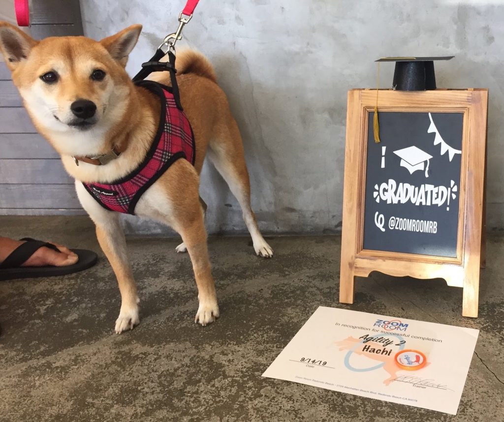 Hachi Zoom Room Dog Training