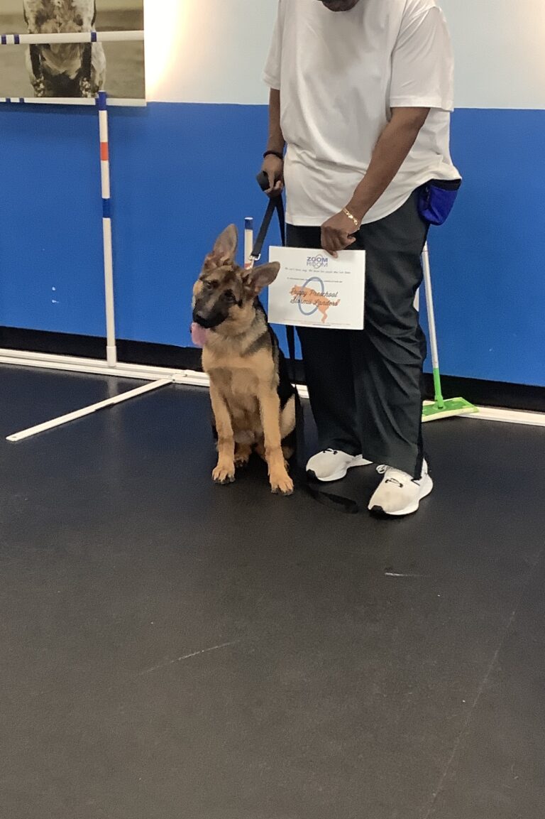 Stormii Zoom Room Dog Training