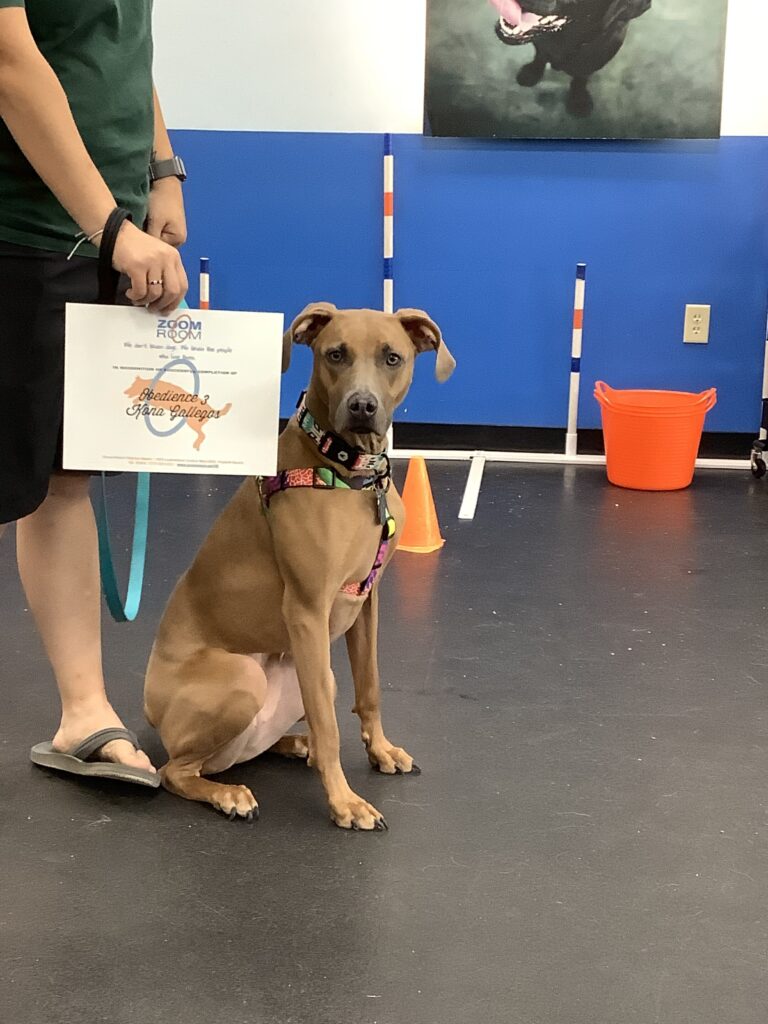  Sep 3 K Sep 3 o Sep 3 n Sep 3 a Sep 3 Zoom Room Dog Training