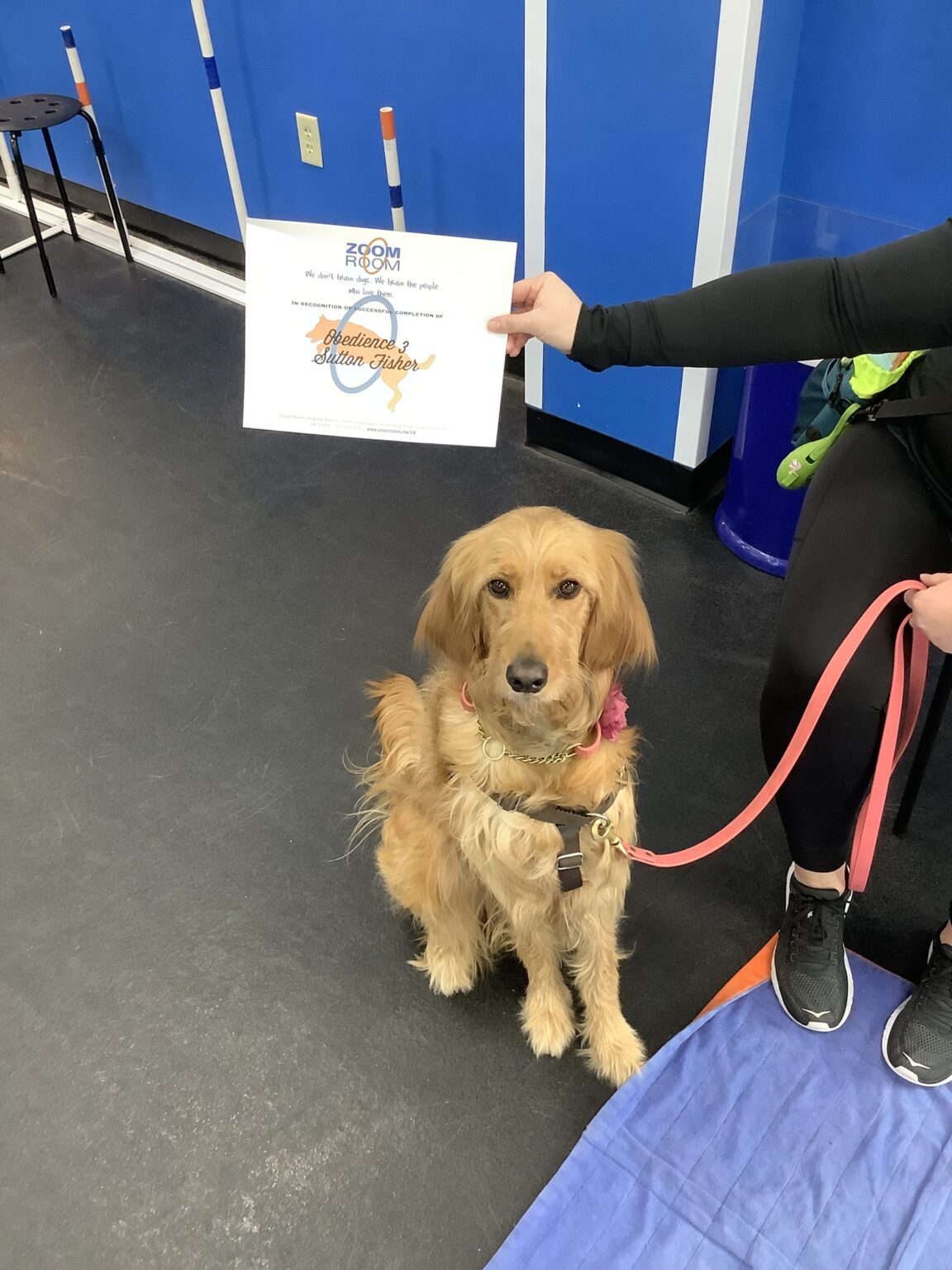 Sutton Zoom Room Dog Training