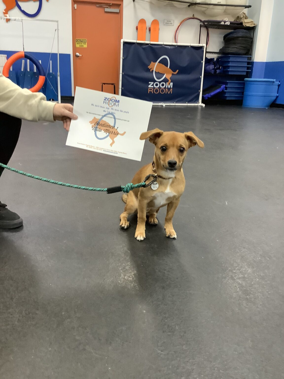 Milo Zoom Room Dog Training