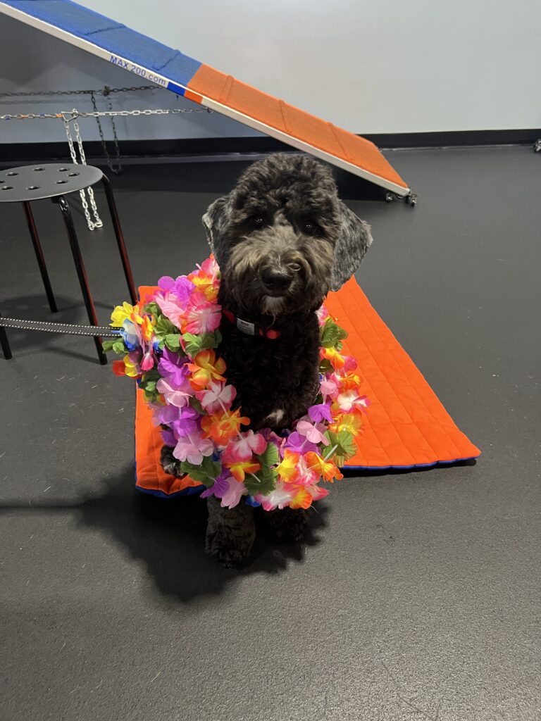  Jun 21 B Jun 21 e Jun 21 a Jun 21 r Jun 21 Zoom Room Dog Training