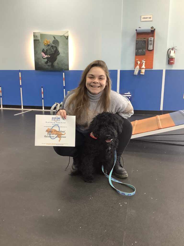 Roscoe Higgins Zoom Room Dog Training