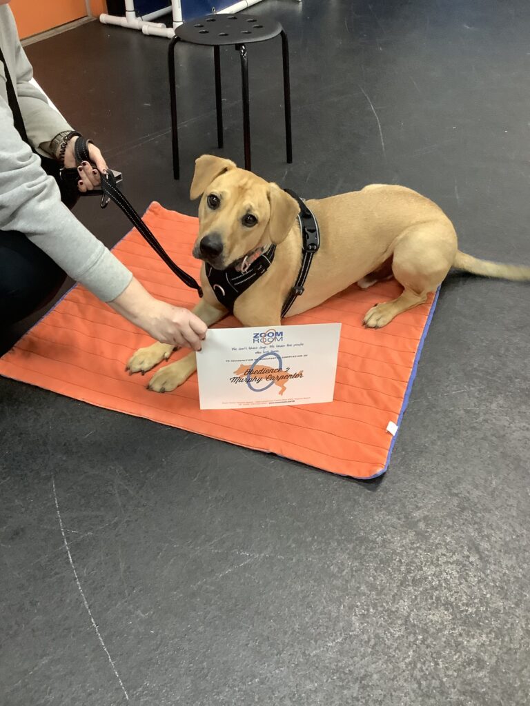 Murphy Zoom Room Dog Training