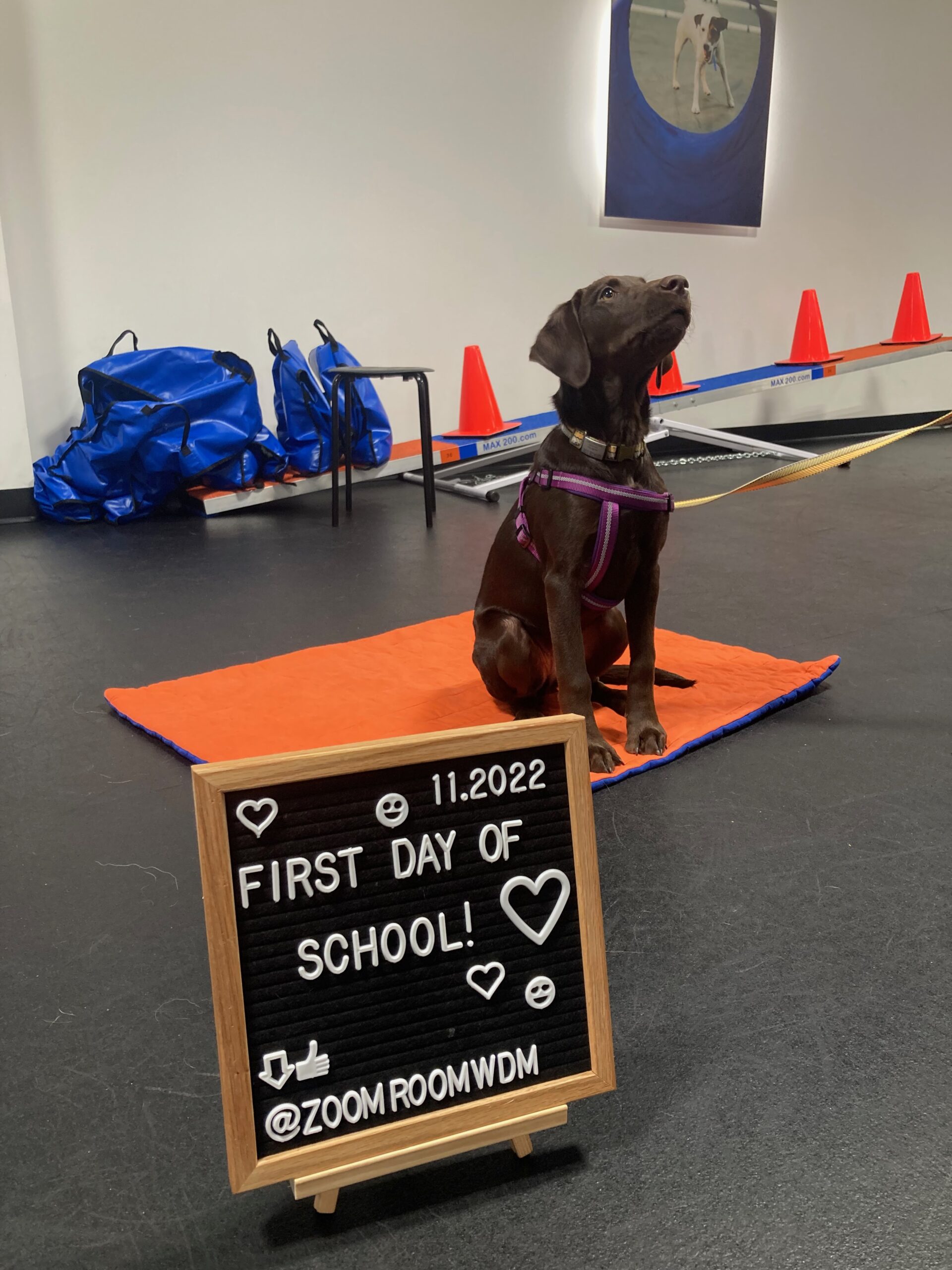 Easy Puppy Training Games  Sit Means Sit Dog Training Des Moines