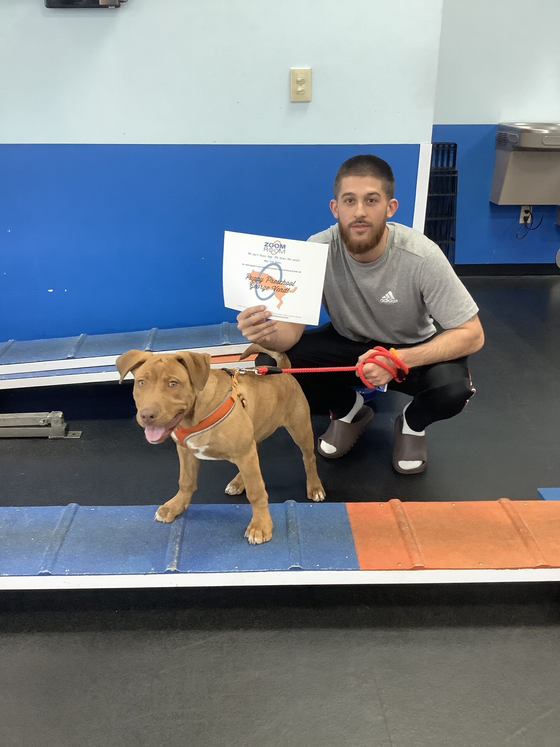 George Zoom Room Dog Training