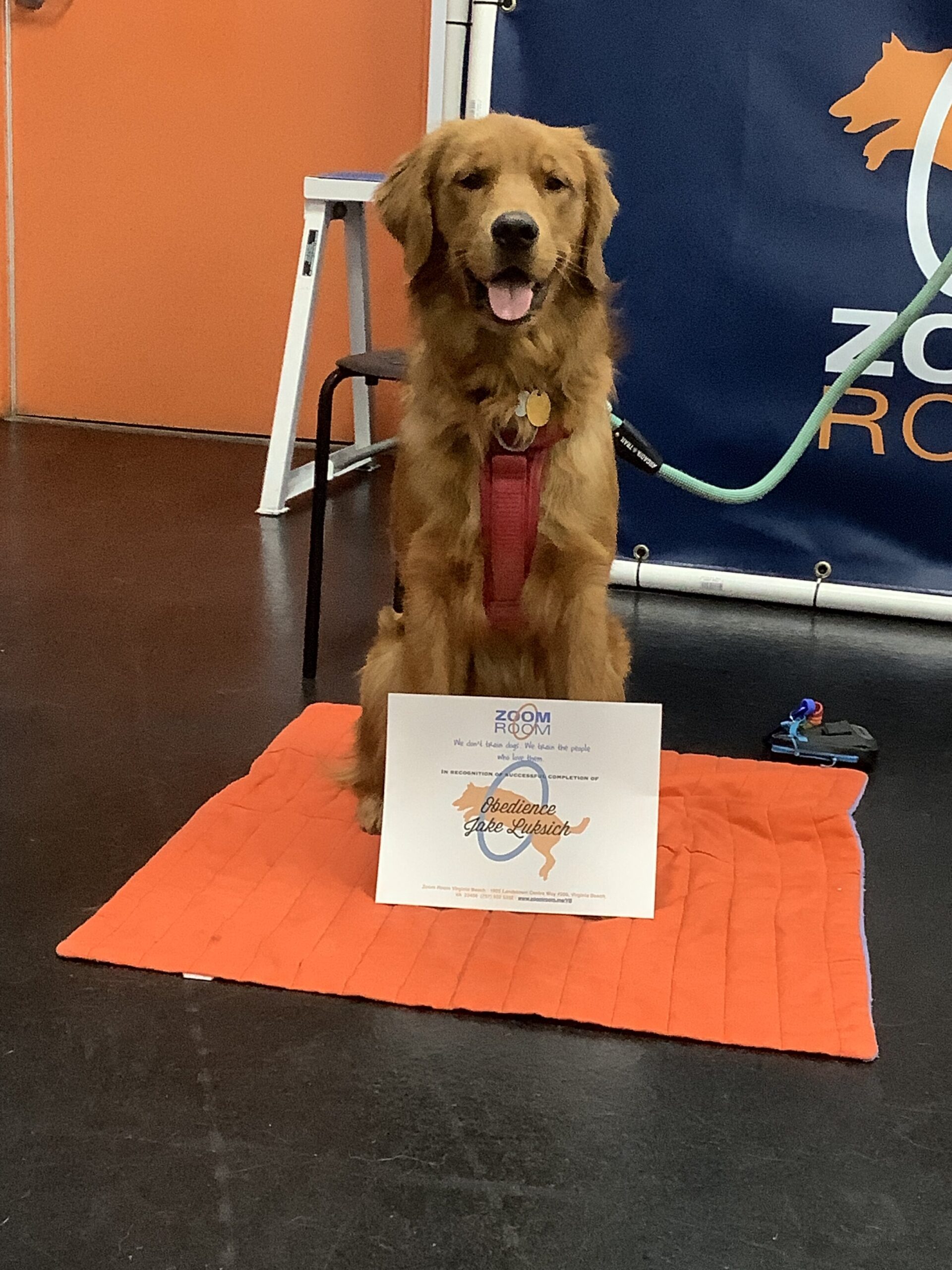 jun-22-j-jun-22-a-jun-22-k-jun-22-e-jun-22-zoom-room-dog