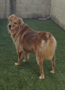 Addi is dog of the month