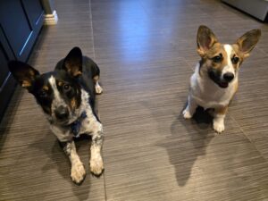 Chicken & Dumpling is dog of the month
