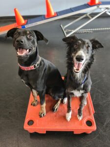 Chama & Syndra is dog of the month