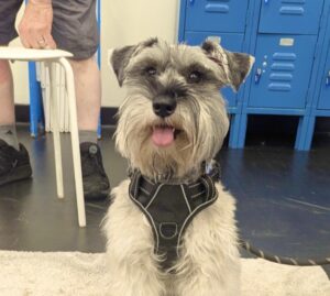 Q is dog of the month
