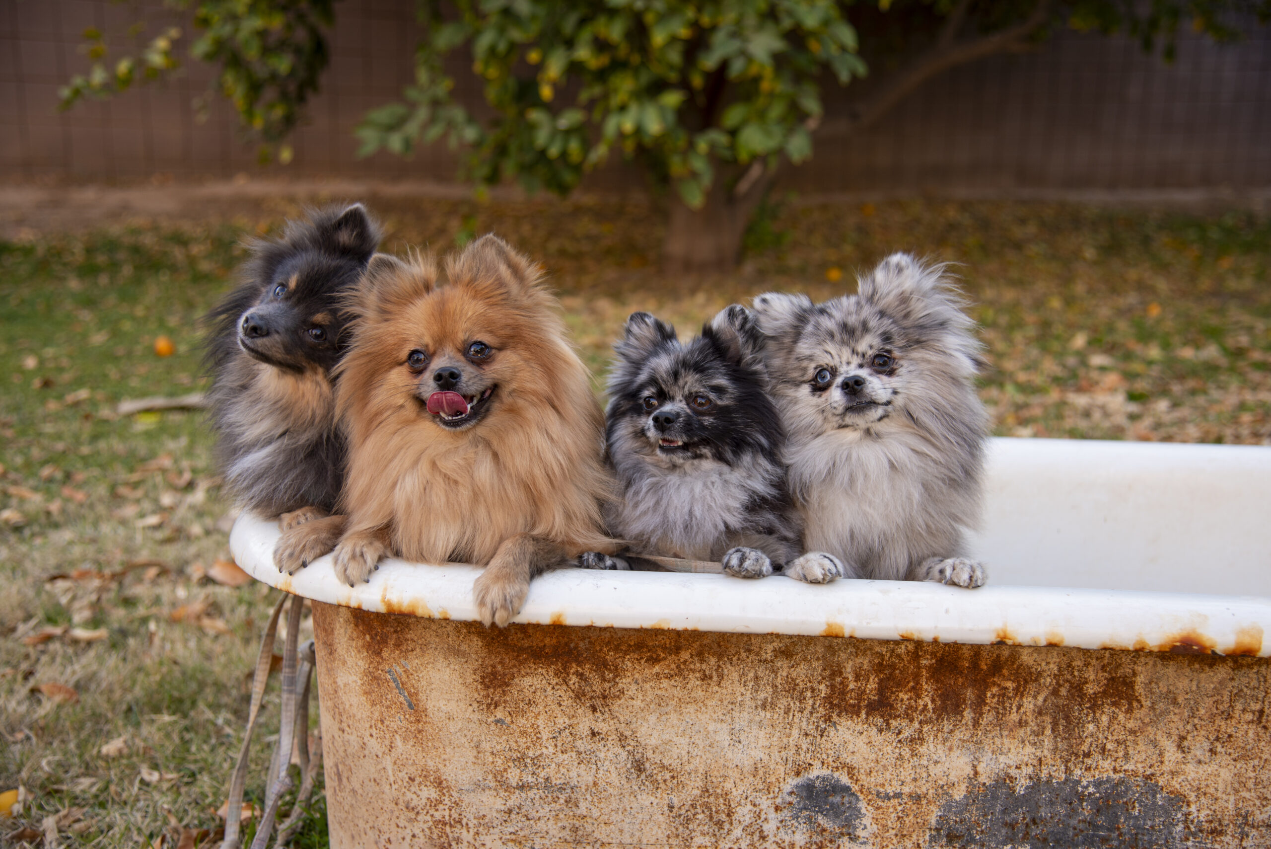 Freya, Baloo, Salem, and Jeddy