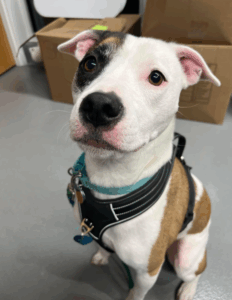 Bobo is dog of the month