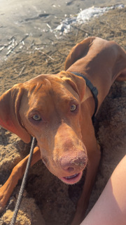 Brutus