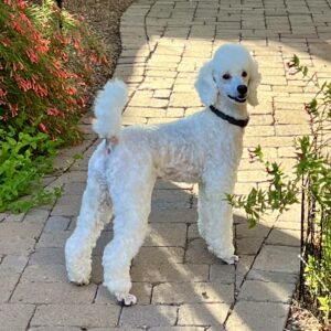 Comet is dog of the month