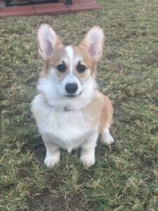 Sadie is dog of the month