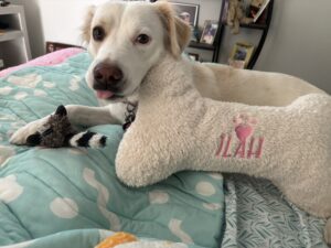 Ilah is dog of the month