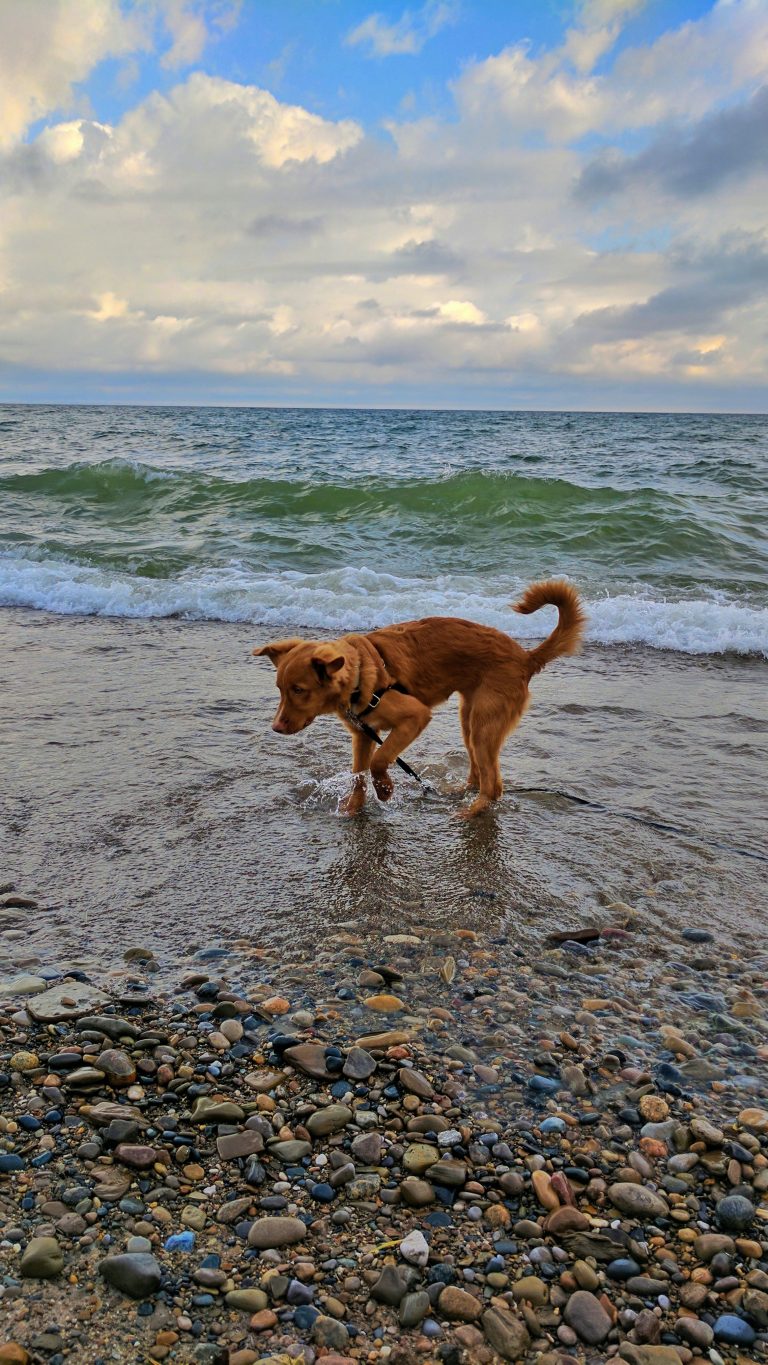 June Dog of the Month Zoom Room Dog Training