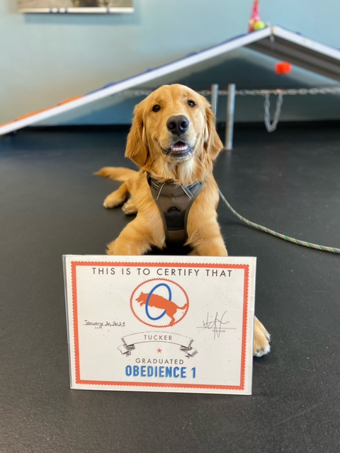 Tucker, golden retriever - Dog Photo Contest