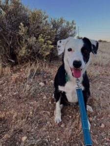 Jolene is dog of the month