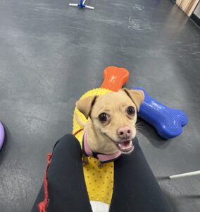 Lucy is dog of the month