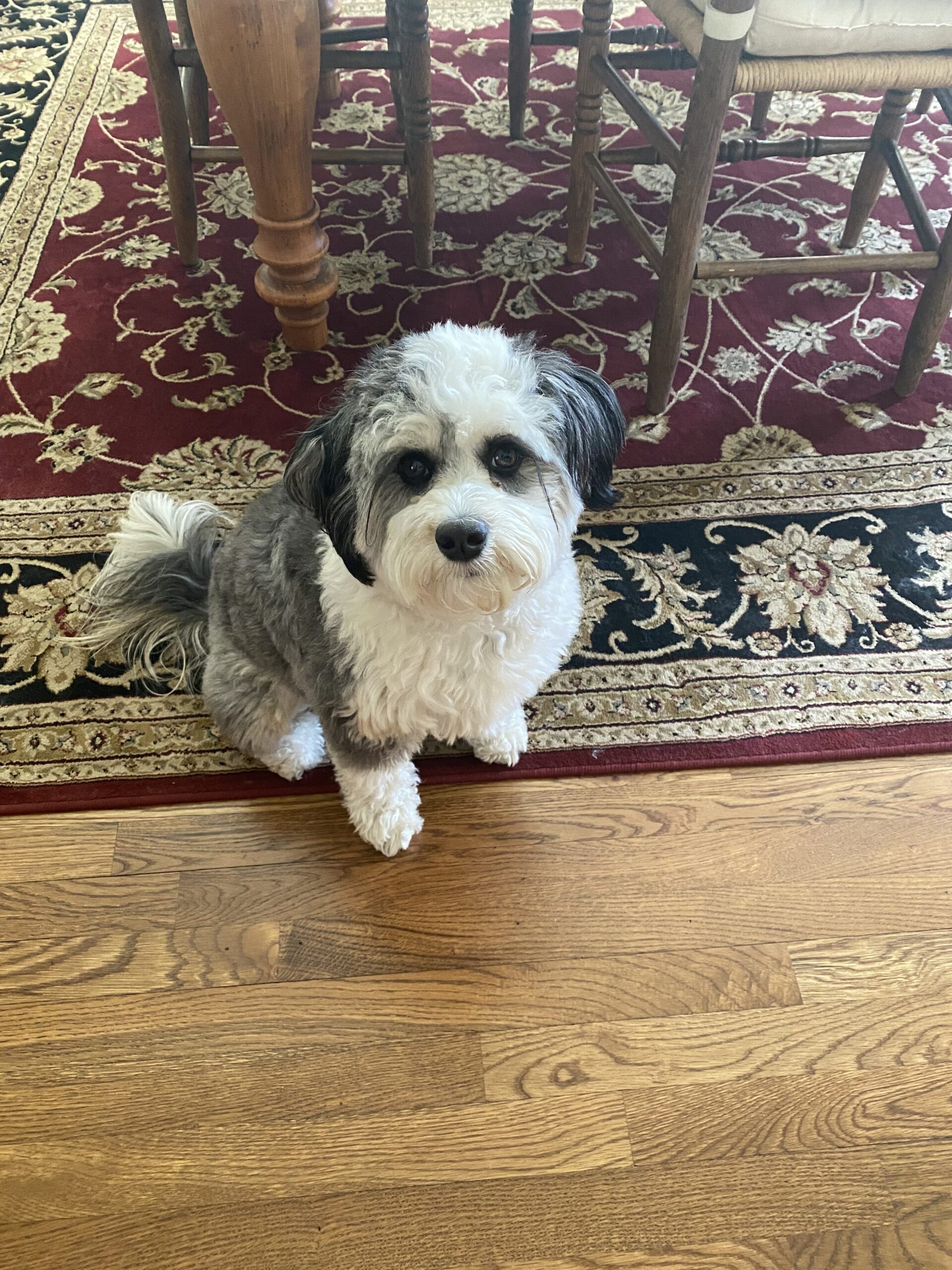 Sadie Belle