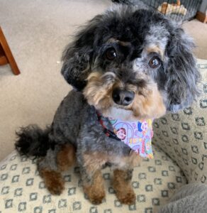 Jigsaw is dog of the month