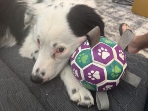 Emma is dog of the month
