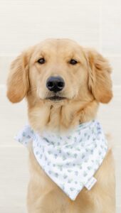 Nala is dog of the month