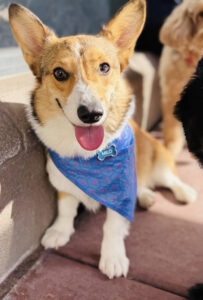 Milo is dog of the month