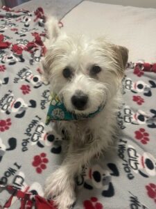 Misty is dog of the month