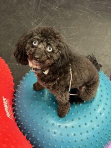 Sadie is dog of the month