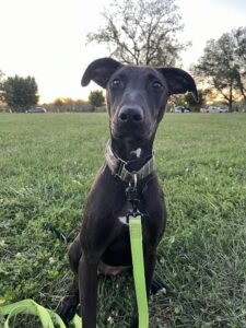 Mango (Moe) is dog of the month