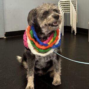 Roscoe is dog of the month