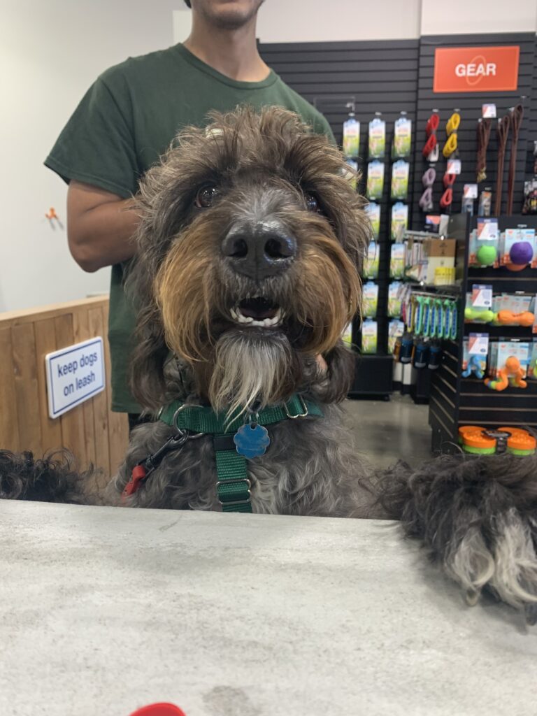 From Poop Zoomies to Agility Rockstar Zoom Room Dog Training