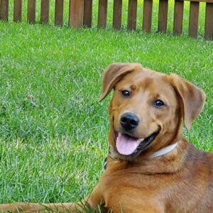 Margo is dog of the month