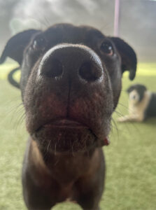 Rowdy is dog of the month