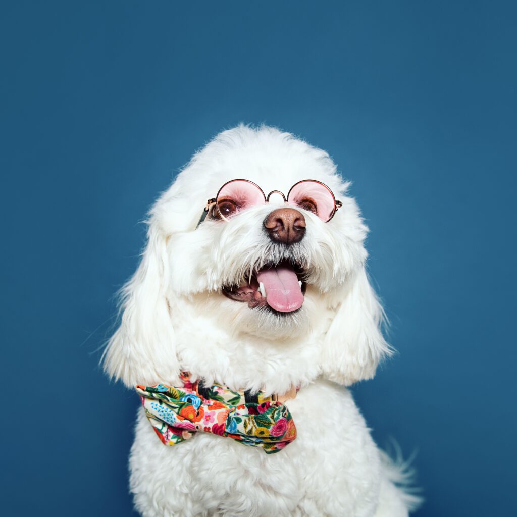 loveable-loki-zoom-room-dog-training