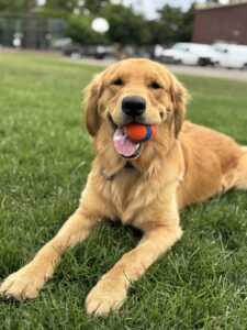 Theo is dog of the month