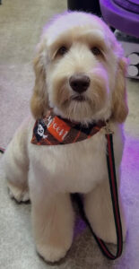 Tucker is dog of the month