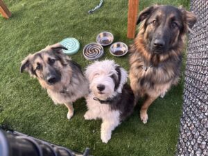 Chili, Herbie, & Chewie is dog of the month