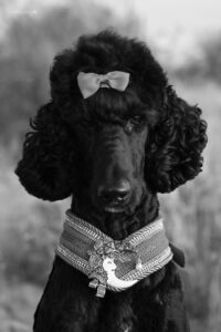 Nyx is dog of the month