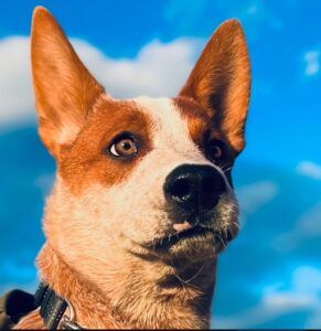 Wick is dog of the month