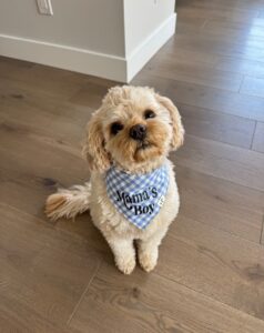 Benedict is dog of the month