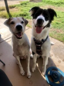 Tilly and Zora is dog of the month
