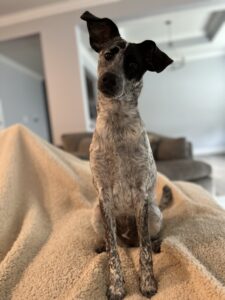 Clover is dog of the month